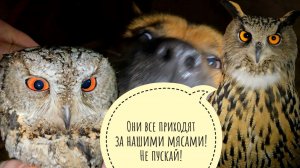 Совиный Дол окружают и захватывают дикие птиченьки. Лёд ползёт в цветочню. Холод утомил всех сов