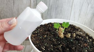 НАЛЕЙ ЭТО в ГЕРАНЬ в ЯНВАРЕ, чтобы листики не желтели все цветы оживали и вмиг зацвели