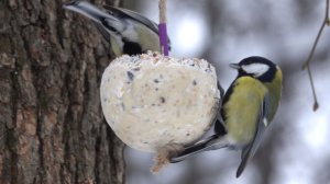 Немного о птичках