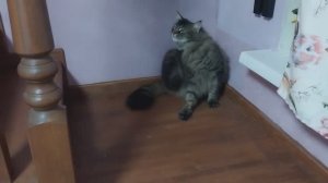 Утро красит белым снегом! ❄️😀