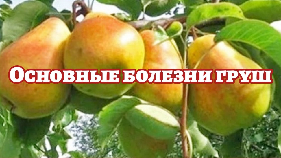 Основные болезни груш смотреть онлайн