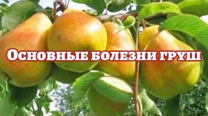 Основные болезни груш