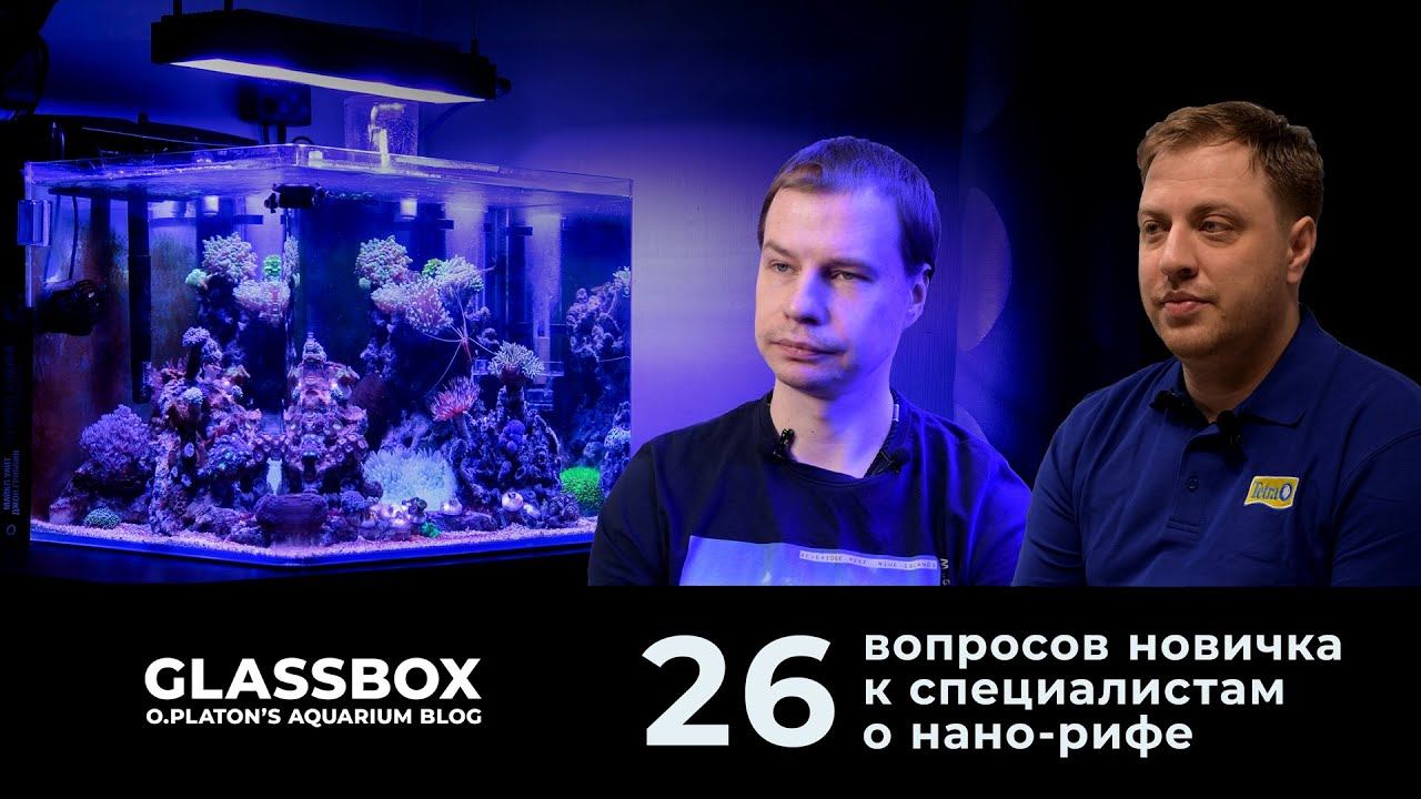 26 вопросов новичка про морской аквариум. смотреть онлайн