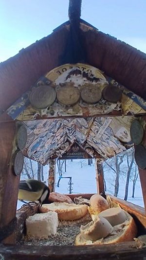 1000008823.mp4Кормушка.19.01.2026г.