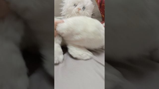 питомчики 1 серия смотреть онлайн