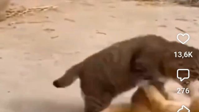 Спранки на зоне. 4 часть. SchoolBoy смотреть онлайн