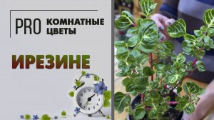 Ирезине - интересное комнатное растение. Как ухаживать за ирезине: полив, пересадка, вредители.