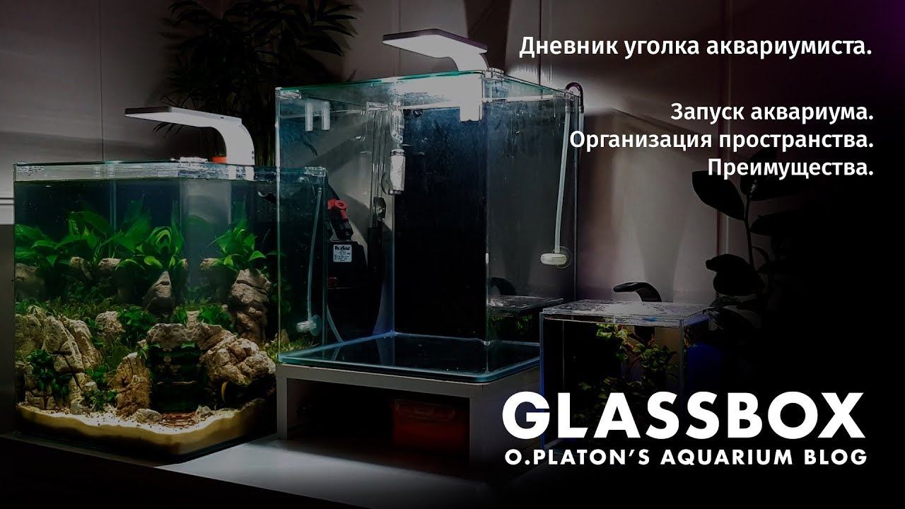 1 - Дневник уголка аквариумиста. Запуск аквариума. Организация пространства. Преимущества. смотреть онлайн