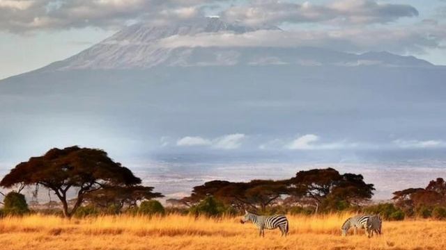 Растительный и животный мир Африки