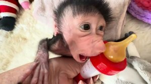 Николь проголодалась и готова кушать прямо в своем бунгало-РАСТЕТ МАЛЫШКА❤️