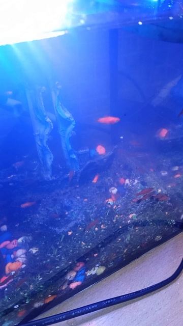 Ясли для меченосцев