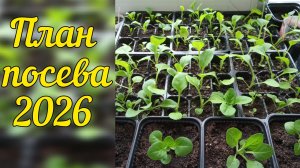 План посева семян на 2026 год. Первые всходы.