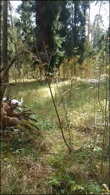 Козы в любом возрасте готовы прыгать, скакать.