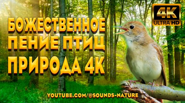 Божественное Пение Птиц И Красивая Летняя Природа 4K Окажут Исцеляющее Действие На Ваше Здоровье.