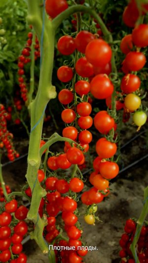 Урожайный черри томат! Почему стоит его выращивать профессионалам?