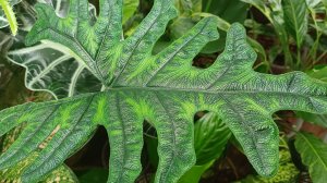 Комнатные растения🌹🌿🌹🌿🌹Цветочные новости...