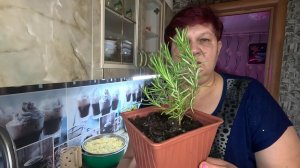 Готовлю начинки на вареники... Розмарин супер...