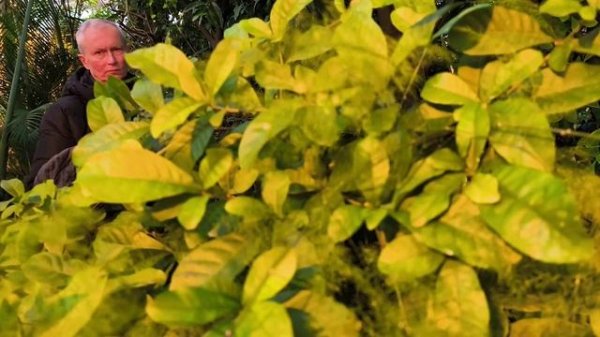 Аспарагус перистый (Asparagus setaceus), ботанический сад, Орхус, Дания. 11 января 2026