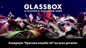 Аквариум Красная клумба во всех деталях.