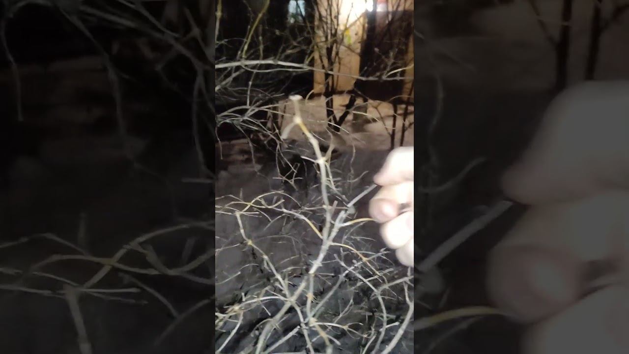 Вечером у подъезда осенью собираю ягоды жимолости татарской