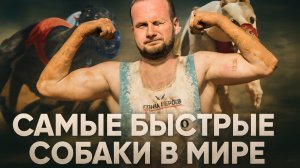 Самые быстрые собаки в мире