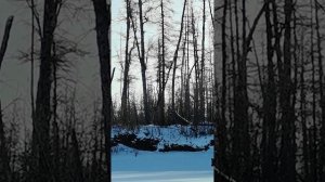 конец октября, медведь пришёл к рыбакам