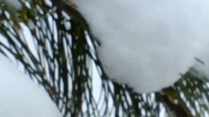 МОЁ КРЕЩЕНИЕ. Слова Игоря Витюка, музыка Павла Иволгина