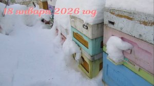 январь , контроль зимовки пчел на воле , температура и влажность по прибору , 18.01.2026
