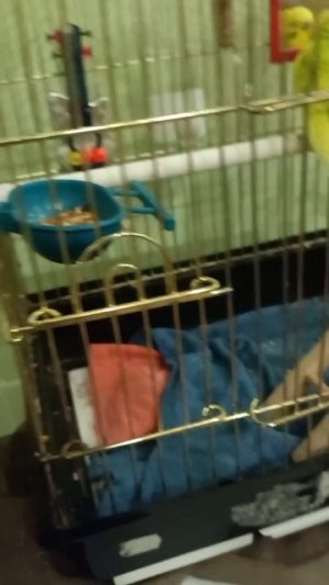 Заботьтесь о своих животных если они у вас есть