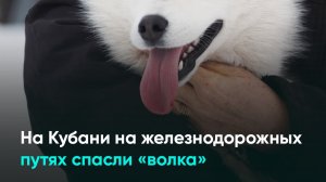 На Кубани на железнодорожных путях спасли «волка»