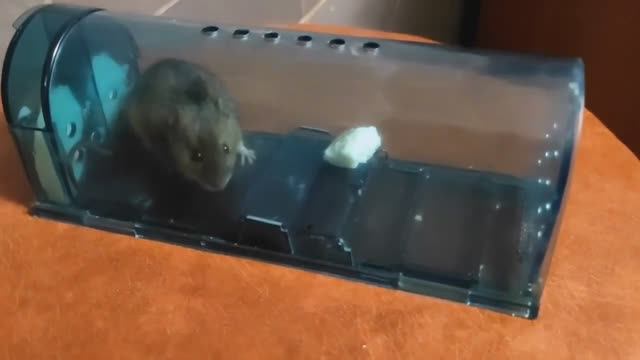 Мышка Легко Попадается в Гуманную Пластиковую Мышеловку.