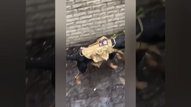 Наши ребята на передовой/ С Крещением Господним!🙏 смотреть онлайн