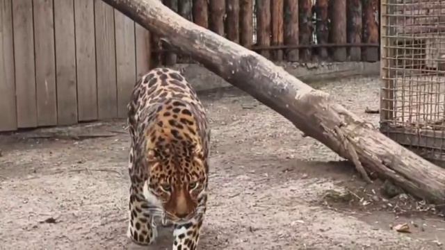 🐆 Леопард Амур вышел на прогулку.