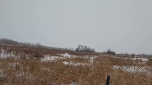 Отличное попадание по фазану.