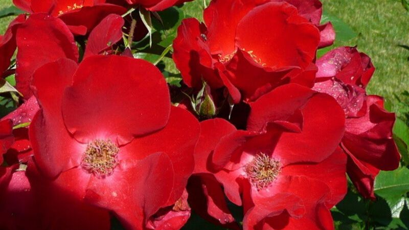 Один из лучших сортов роз для живой изгороди смотреть онлайн