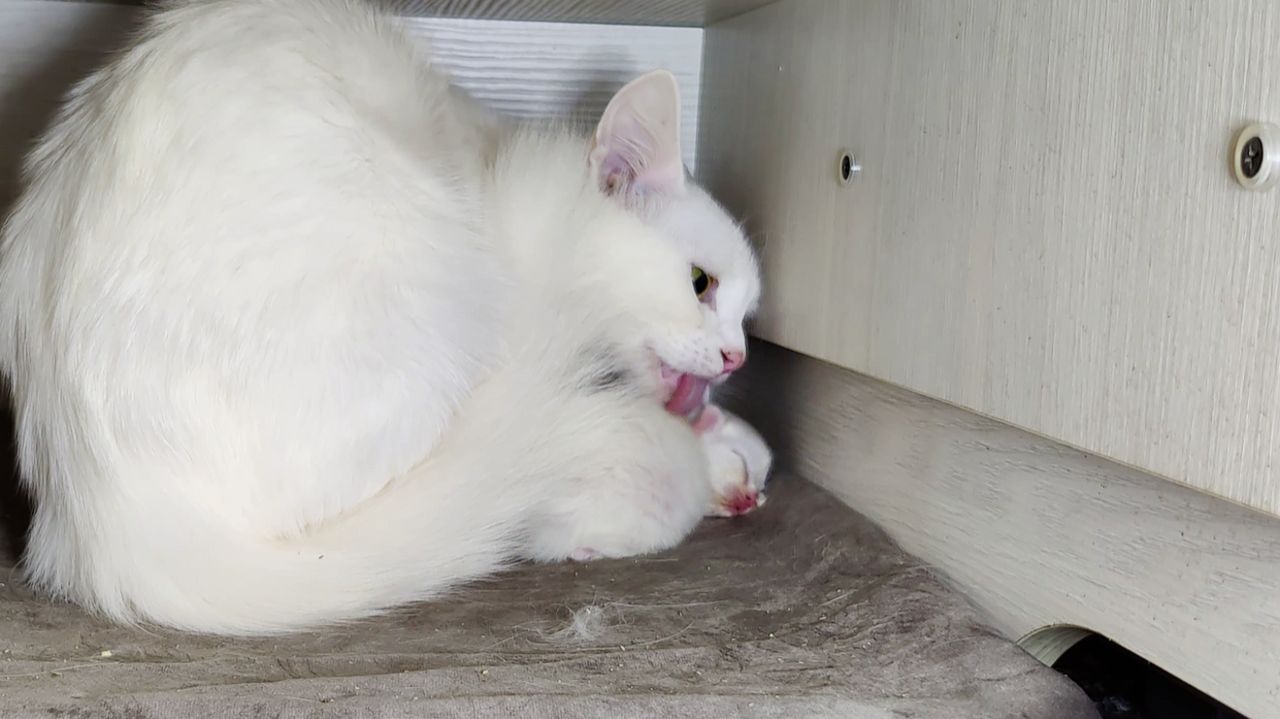 Новорожденный котенок Микки и его мама-кошка. Котенок мяукает. Третий день.