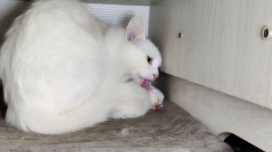 Новорожденный котенок Микки и его мама-кошка. Котенок мяукает. Третий день.