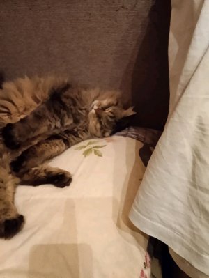 шоколадка милашка