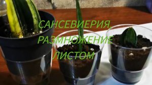 Сансевиерия из листа размножение #сансевиерия #размножение #садогород #комнатныерастения #цветочница