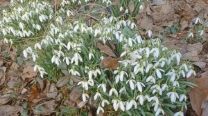 Неудачная выгонка подснежников-галантусов