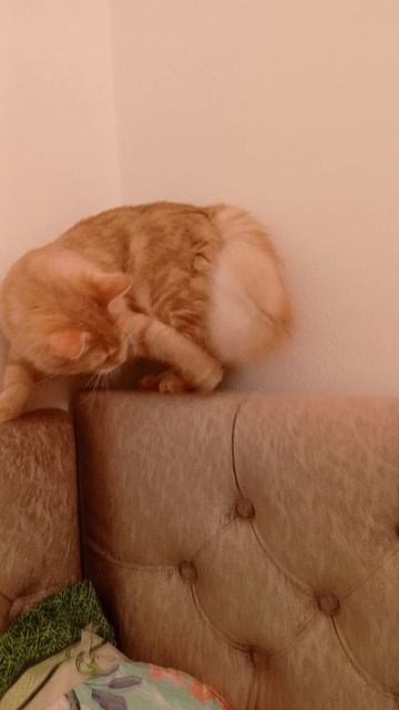 Я вернулся на свой канал вот Персик 😺