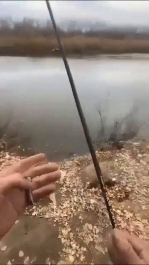 Видео от За Трофеем: Охота и Рыбалка