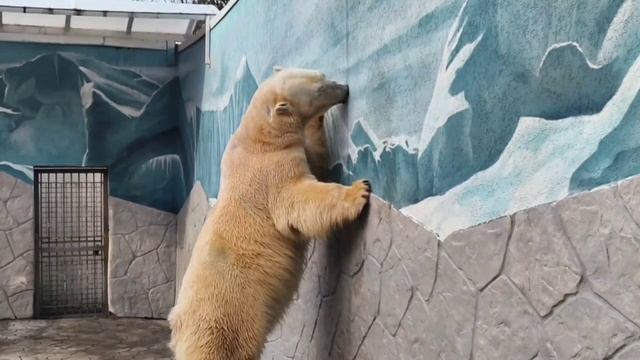 🐻❄️ Айон – великий 🎩 артист!