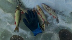Ловля голавля в морозные январские дни
