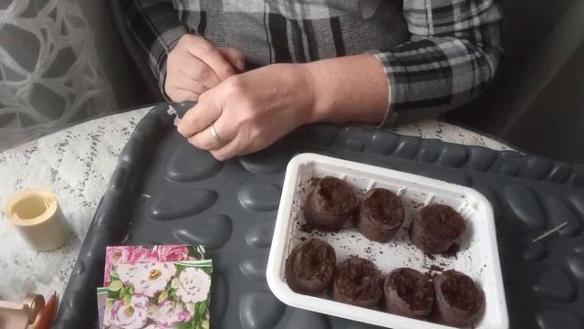 Сею Эустомы в таблетки.Все ньюансы посева. смотреть онлайн