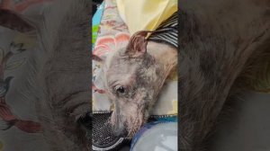 Снежок поехал в клинику часть 1