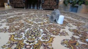 старое видео (2017)