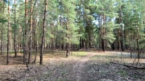 Лето, погулка по лесу