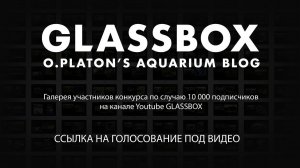 Конкурс Glassbox 10 000 подписчиков - голосование началось.