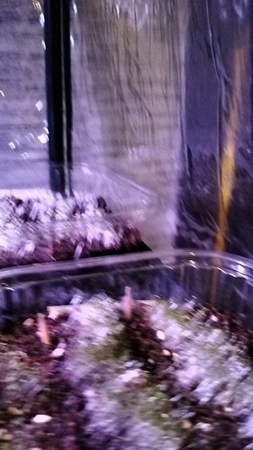 парник для рассады смотреть онлайн